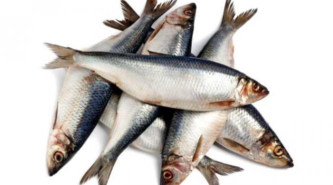 istoria unui cos cu peste