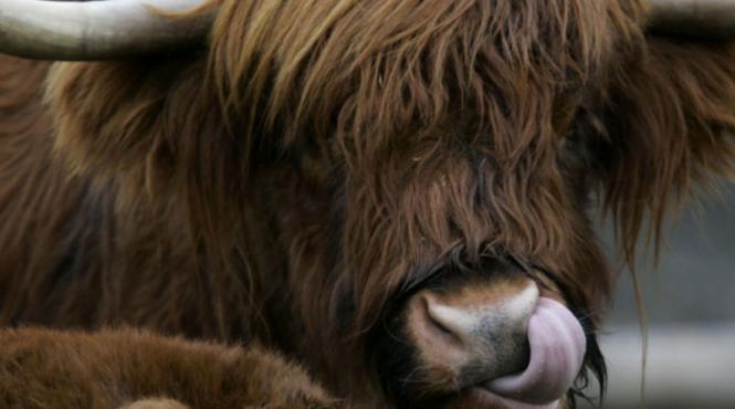 toate vacile care traiesc in prezent sunt urmasele a aproximativ 80 de bouri care au trait in iran in urma cu 10 500 de ani