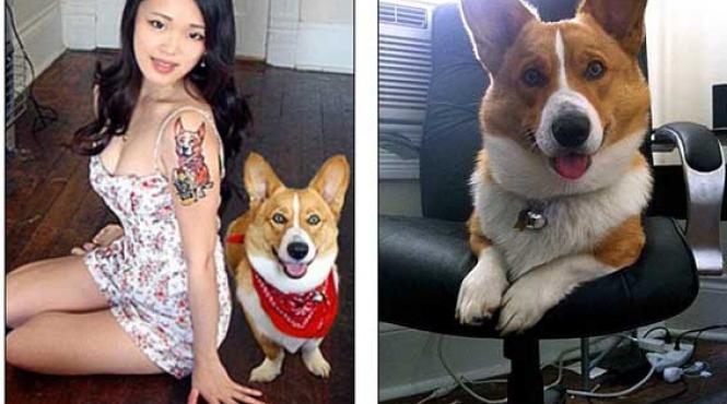corbin cel mai tare corgi adora sa fie aspirat video