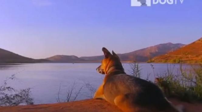 video s a lansat dogtv un post de televiziune pentru caini programele sunt realizate din perspectiva unui caine