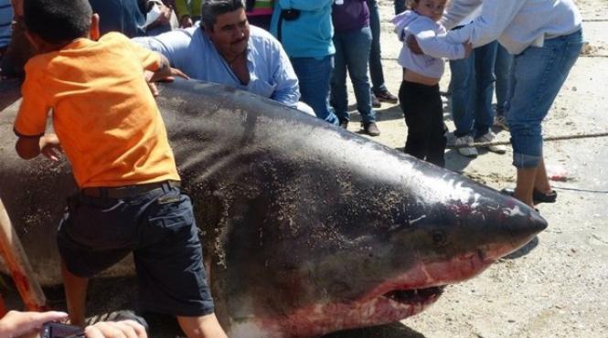 rechin urias prins de pescari la plasa