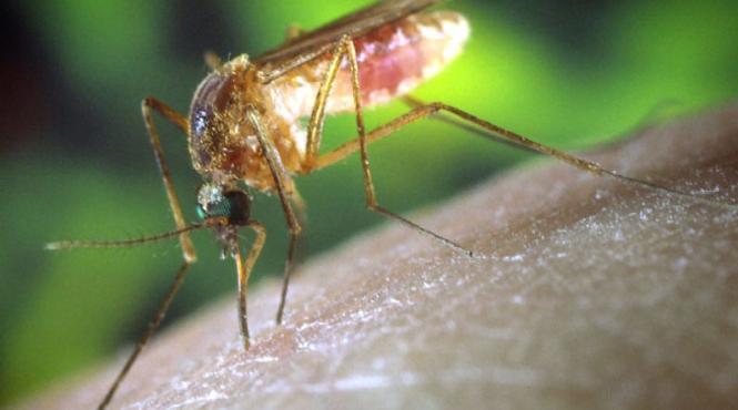 bolile tropicale apar in romania din cauza incalzirii globale arata un studiu al centrului european pentru preventia si controlul bolilor