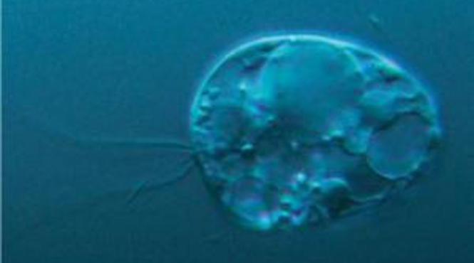 parintele cel mai indepartat al omenirii descoperit pe fundul unui lac norvegian