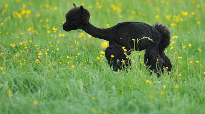 galerie foto cu vigonia la coafor tunsoarea de primavara a unei turme din austria s a facut cu stil