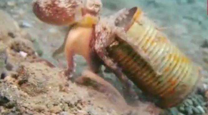 imagini surprinzatoare o caracatita traieste intr o cutie de conserve video