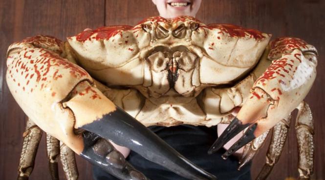 monstrul tasmanian claude crabul gigantic care isi va dubla dimensiunile foto