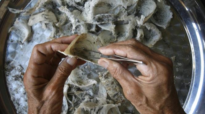 video boom imobiliar in thailanda se construiesc numeroase locuinte pentru pasari nu pentru oameni