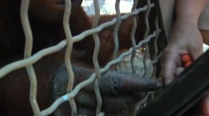 video urangutanii vorbesc cu oamenii prin intermediul ipad urilor