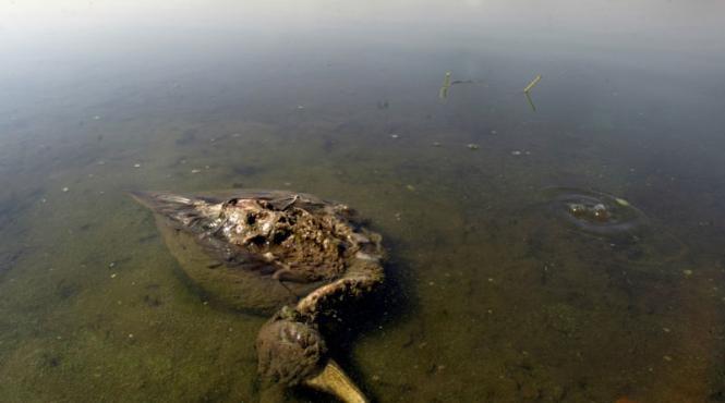 2 300 de pasari moarte gasite pe o plaja din chile