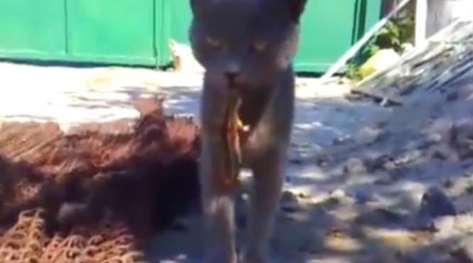 video amuzant o soparla a muscat o pisica