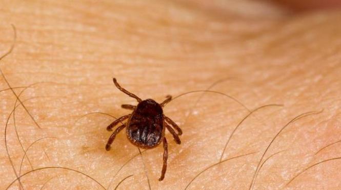 cinci persoane muscate de capuse la brasov internate cu boala lyme