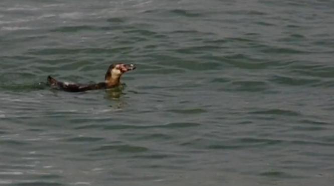 video pinguinul 337 care a evadat acum doua luni de la parcul acvatic din tokyo a reaparut in portul orasului