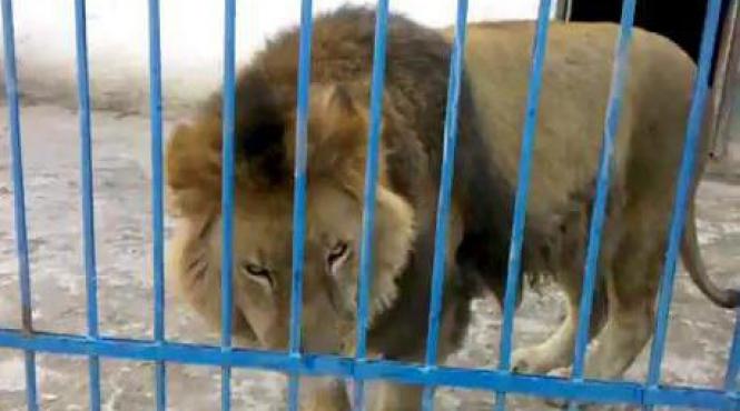 barbat atacat de leu la zoo brasov prezinta zgarieturi la nivelul fetei dar este in afara oricarui pericol