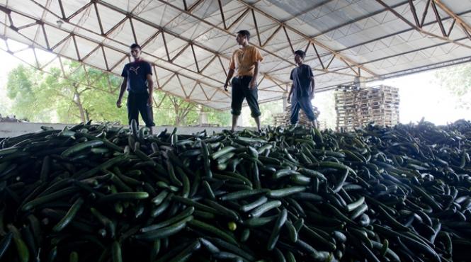 mafia legumelor din afumati condusa de turcul gimi