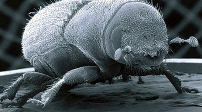 bratara anti capuse contine substante naturale si tine la distanta si tantarii