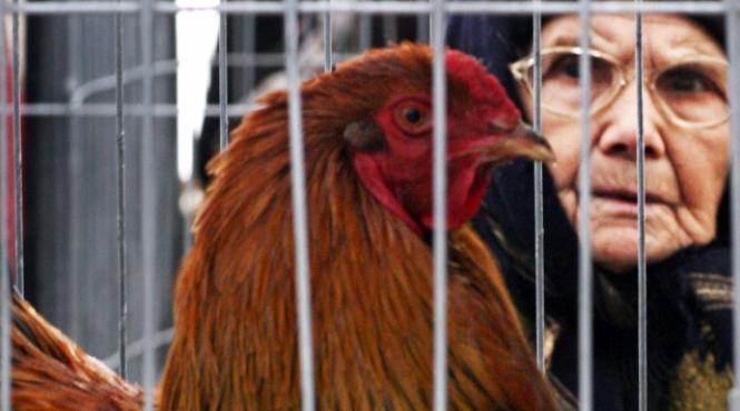 pericolele din carnea de pasare vezi care sunt noile amenintari alimentare