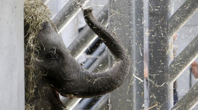 polonezii scot la bataie elefantul citta pentru a prezice rezultatele la euro 2012