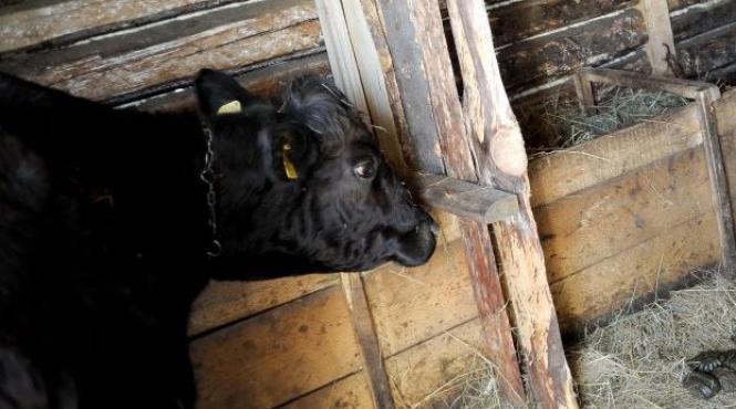 copil de 5 ani calcat in picioare de vaca din gospodarie animalul s a speriat din cauza furtunii
