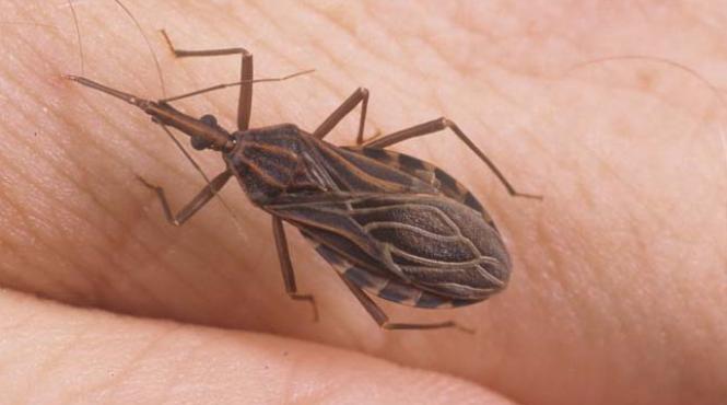 panica in sua noua sida este transmisa de insecte si poate cauza explozia inimii si a intestinelor