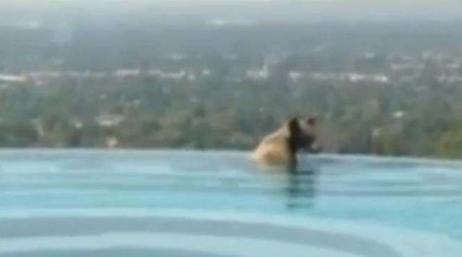 video un urs s a racorit intr o piscina din california