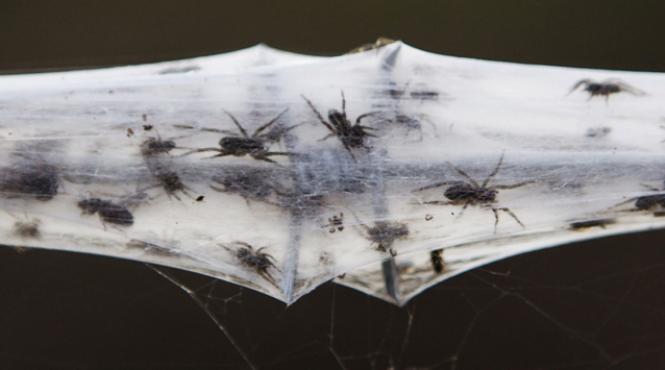 un oras indian invadat de numerosi paianjeni veninosi doua persoane au murit dupa ce au fost muscate