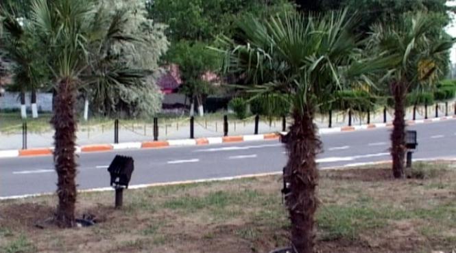 imaginatia hotilor nu cunoaste limite au furat 24 de palmieri dintr un parc din eforie sud