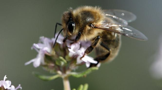 intepaturile de insecte de la simple iritatii locale la soc anafilactic