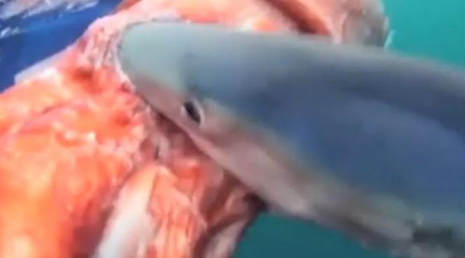 video un rechin albastru mananca un calamar urias