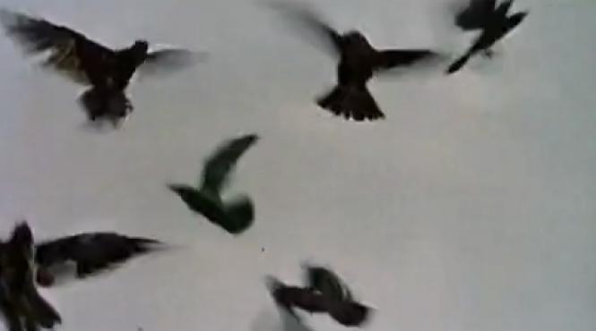 video incredibil locuitorii din baia mare atacati de ciori un barbat si o fetita au ajuns la doctor