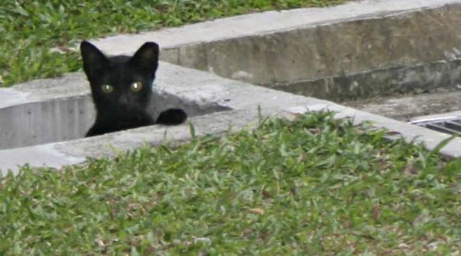 un barbat s a imbolnavit de ciuma dupa ce a salvat un soarece din gura pisicii