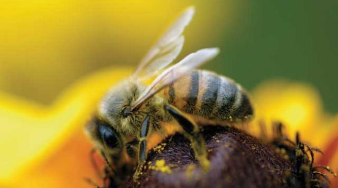 de ce fug furnicile de urzici si albinele de galbenele