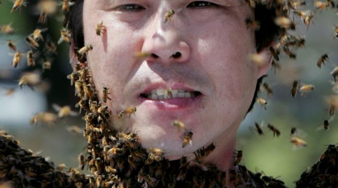 76 de calugari budisti au ajuns la spital dupa ce au fost atacati de albine