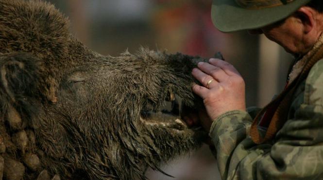 peste 1 300 de infractiuni descoperite de politisti la actiuni de combaterea braconajului