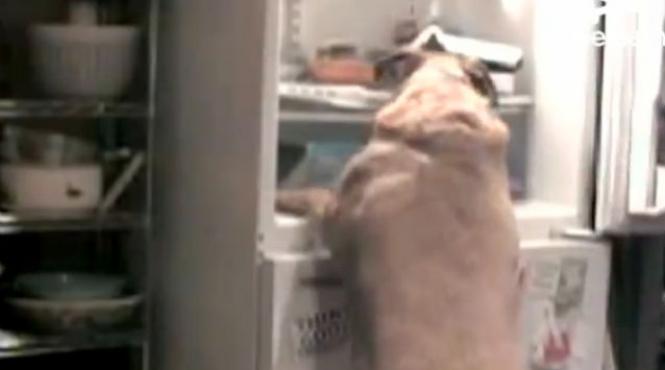 un caine flamand fura mancare din frigider vezi filmuletul care a amuzat mii de persoane