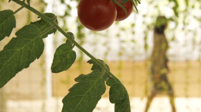 de ce si au pierdut rosiile gustul o istorie in care culoarea a fost preferata gustului