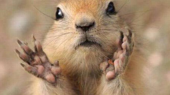 video faceti cunostinta cu hamsterul scafandru
