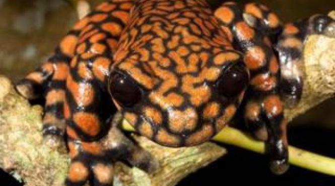 broasca de copac printul charles