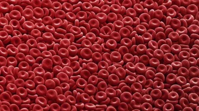 ce sunt albuminele si globulinele serice