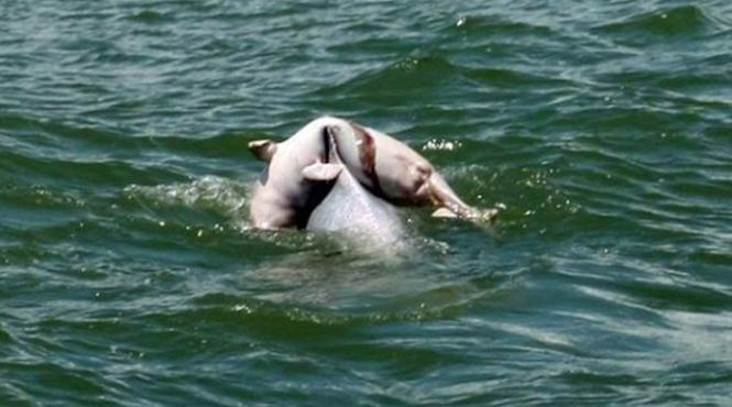 imagini cutremuratoare cum isi jeleste un delfin puiul mort