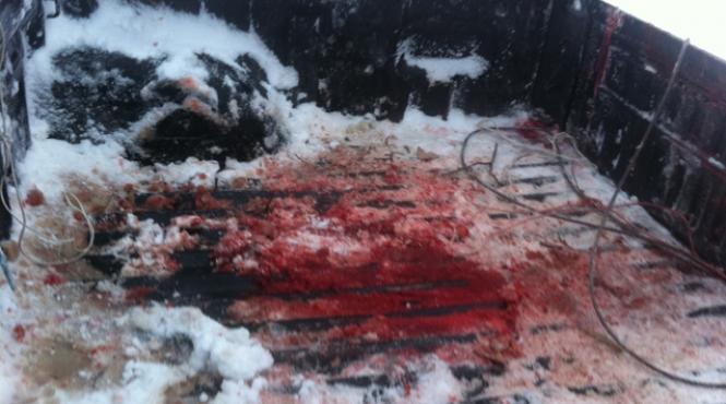 moartea caprioarei de comisar sef alexandru roxin