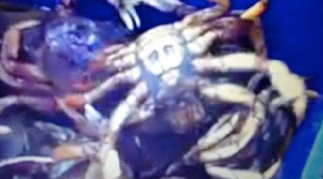 cel mai bizar crustaceu din lume