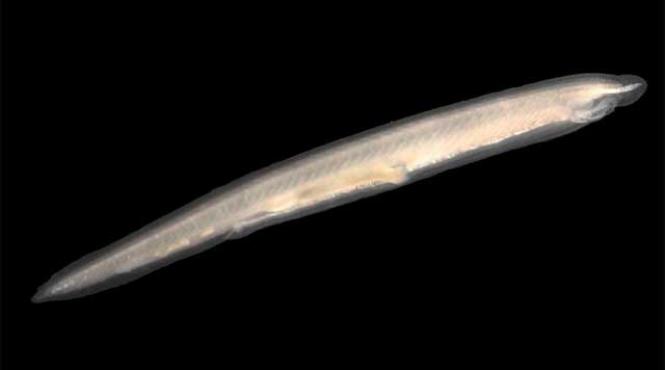 studiu un accident genetic a dus la aparitia omului si a celorlalte vertebrate