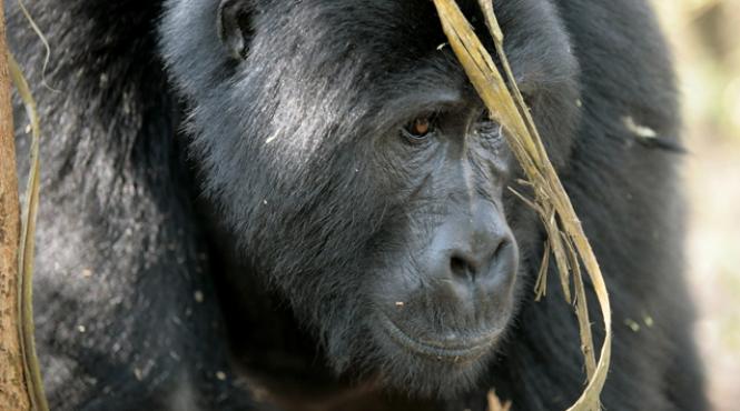 o gorila s a spanzurat in gradina zoologica de la praga