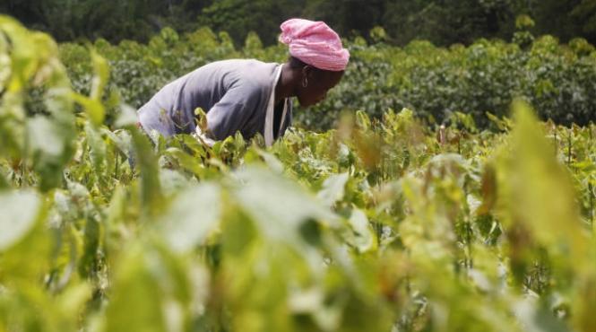 africa vanatoarea si culesul indeletniciri practicate cu 24 000 de ani mai devreme decat se estima