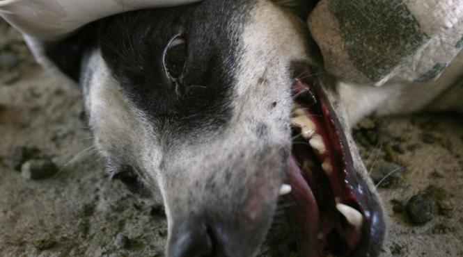 anticorpi rezistenti la turbare descoperiti la oameni din amazonia