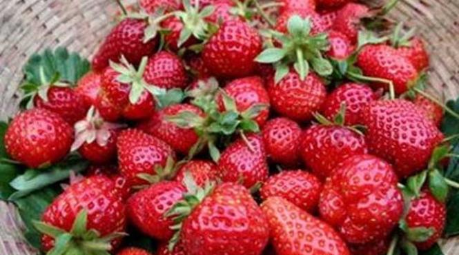 fructele de padure protejeaza inima si creierul