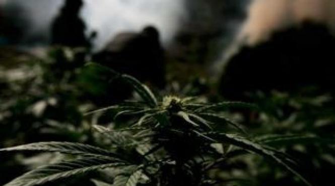 aproximativ 580 000 de plante de canabis distruse in parcurile naturale din statele unite