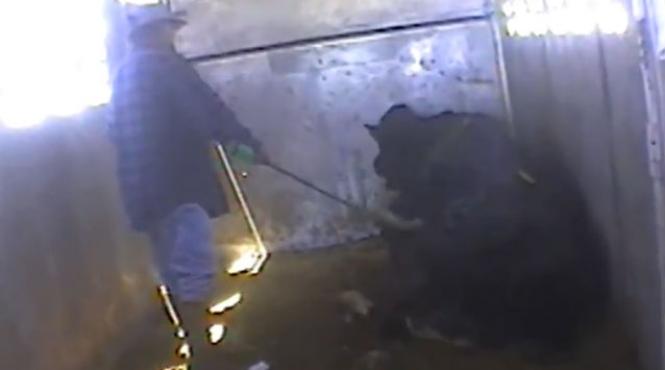 imagini cu camera ascunsa americanii macelaresc fara mila animalele pentru burgeri