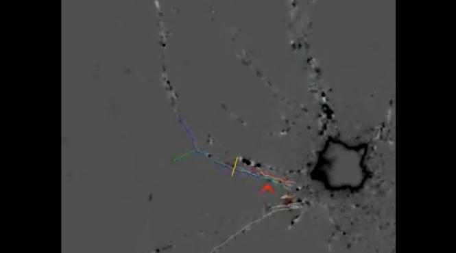 uluitor a fost realizata prima filmare in interiorul unui neuron cerebral video