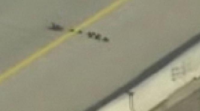 video cum traverseaza o rata impreuna cu puii ei o autostrada